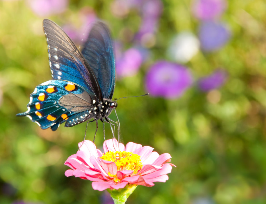 Iridescent blue Pipevine Swallowtail feeding on a delicate pink