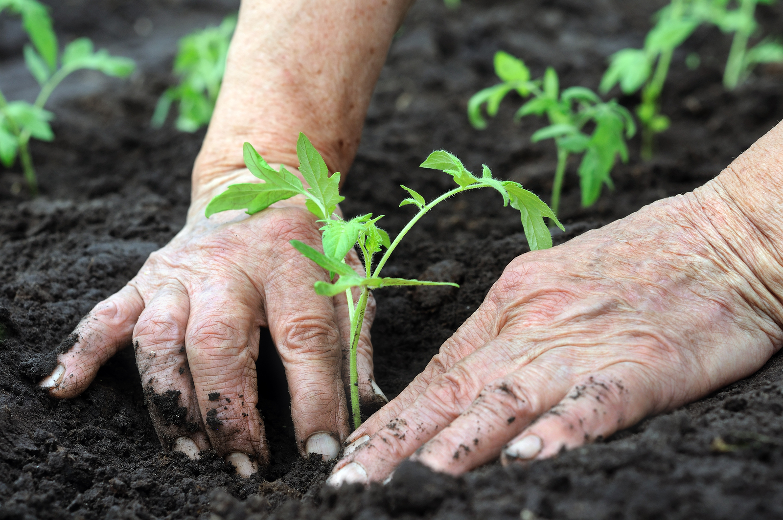 Life is Like a Vegetable Garden