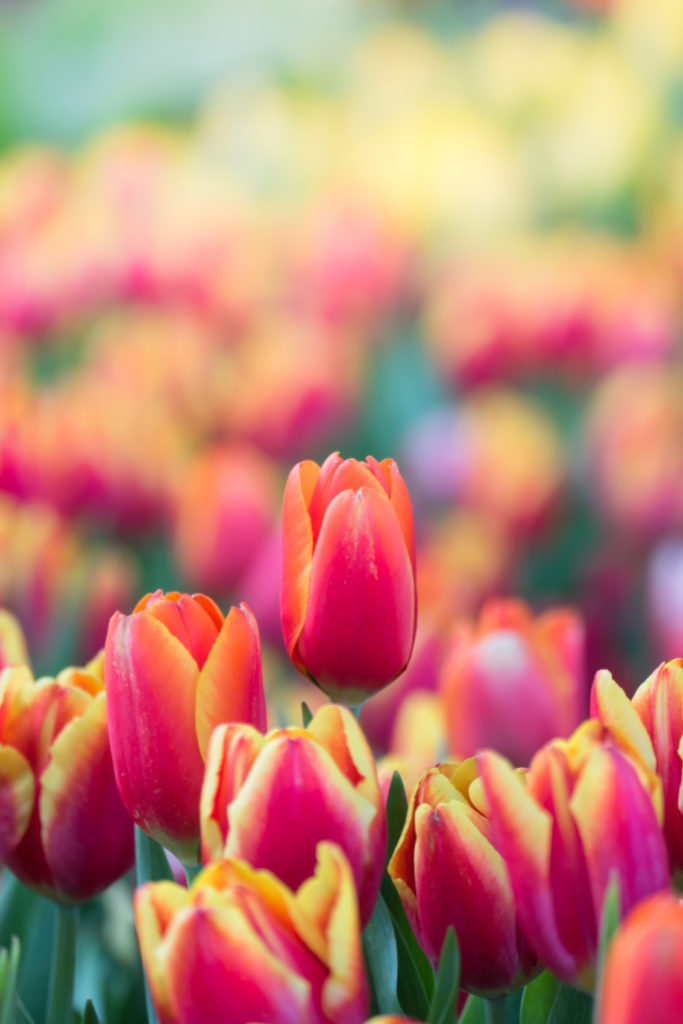 Tulip. Beautiful Bouquet Of Tulips. Colorful Tulips.