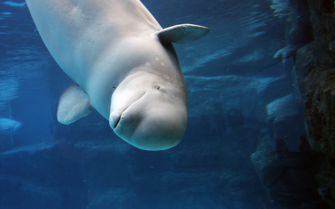 Baby Beluga': Whale That Inspired Popular Raffi Children's Song