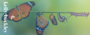 caterpillar transforming into butterfly